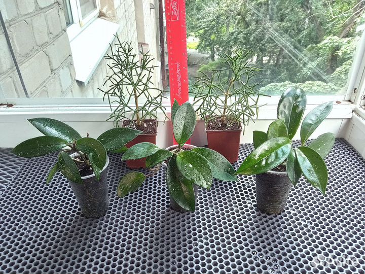 Комнатные растения