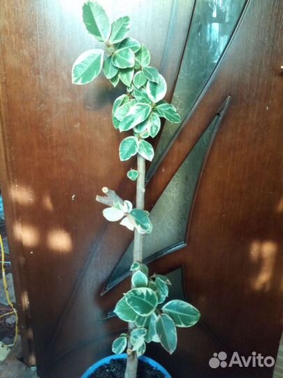 Фикус бейлиз