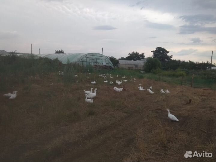 Продаю тушки гусей и уток с доставкой