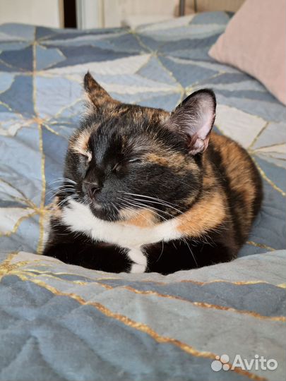 Кошка в дар