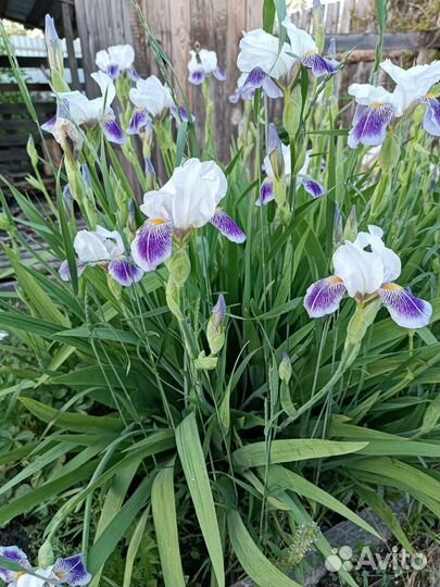 Ирис, сколка