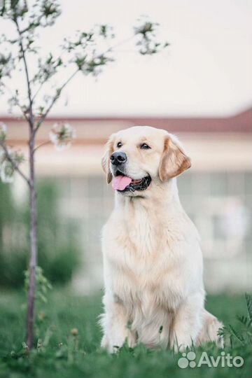 Кобель Золотистого ретривера для вязки