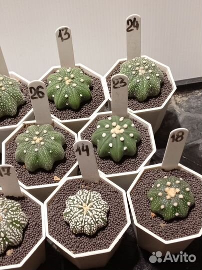 Астрофитум Звездчатый Стар Шейп 7 см горшок