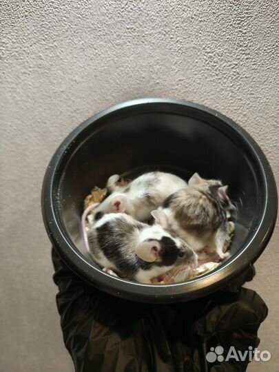 Мышь декоративная