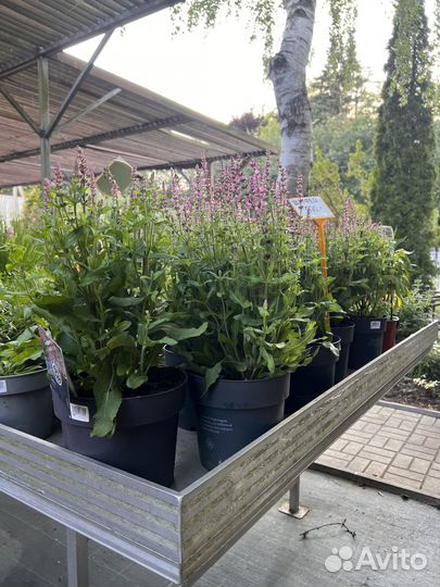 Шалфей дубравный (Сальвия)