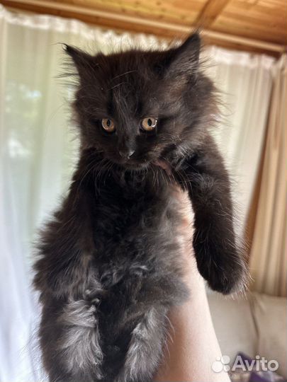 Котенок мальчик