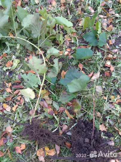 Виноград саженцы2года черный