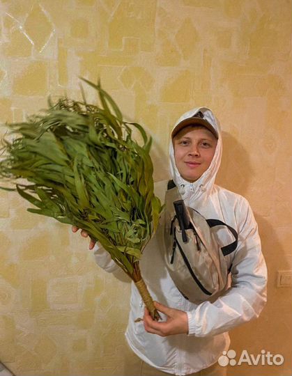 Эвкалипт С О Ч И