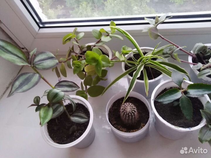 Комнатные цветы