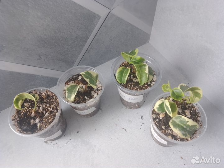 Сортовые фикусы