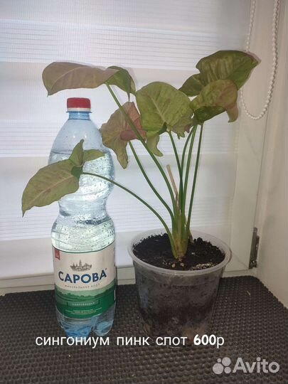 Диффенбахия, сингониум, аглаонема