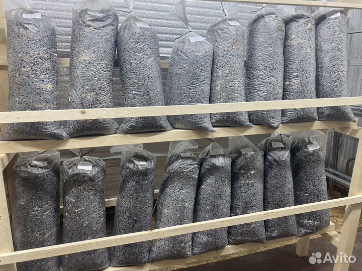 Готовые блоки вешенки