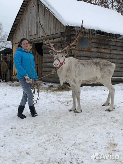 Ездовые домашние олени