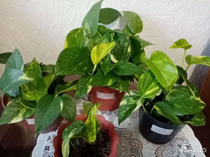 Эсхинантус. Кордилина. Ирезине. Сциндапсус