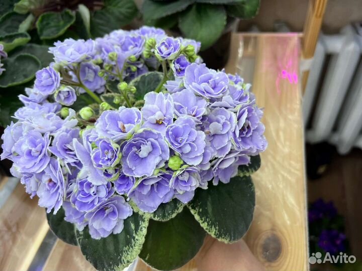 Сортовые фиалки