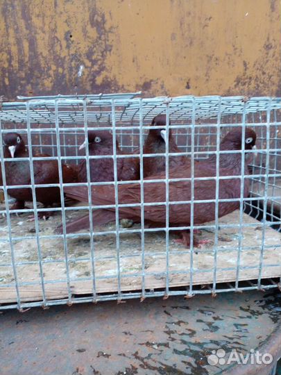 Бойных пород голубей