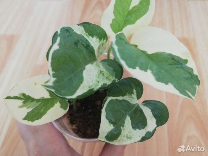 Сциндапсус эпипремнум Эн Джой, филодендрон Бразил