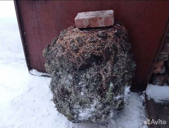 Кап сувель берёзовый