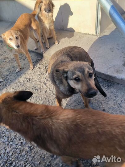 Малышка в дар