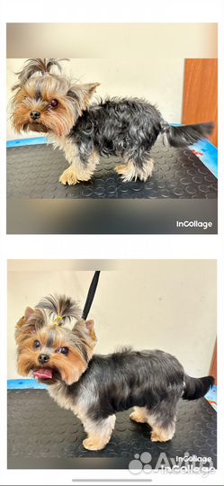 Груминг стрижка собак, тримминг, экспресс линька