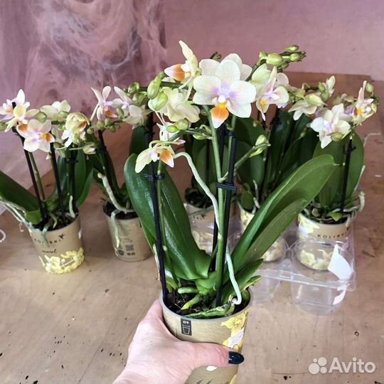 Орхидея фаленопсис миди мультифлора