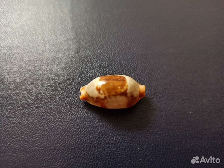 Морская раковина