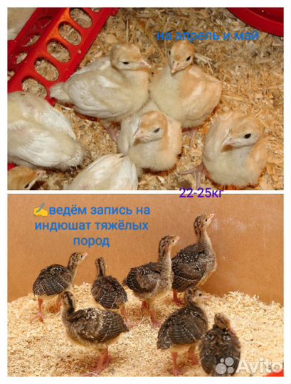 Индюшат, бройлеры