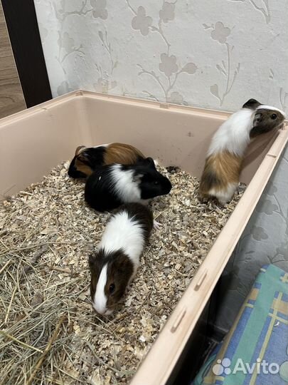 Морская свинка