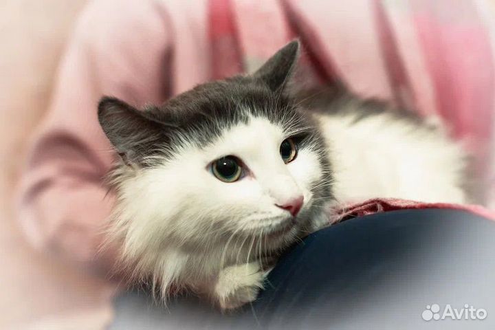 Кот в добрые руки