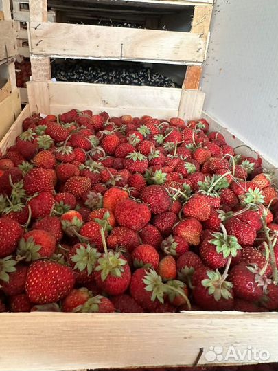 Ягоды из киргизии