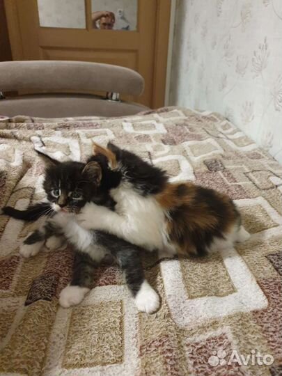 Котята в дар