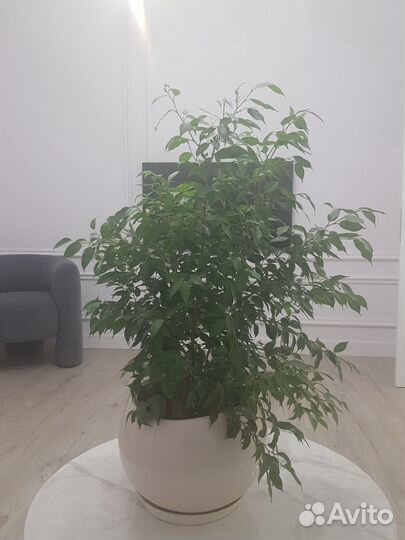 Фикус Бенджамина