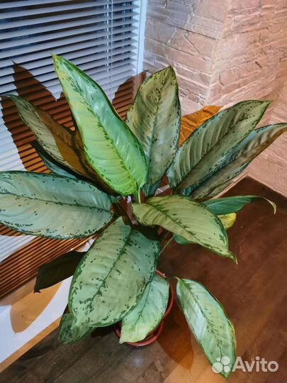 Аглаонема фридман. Комнатные цветы