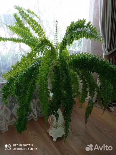 Папоротник волнистый