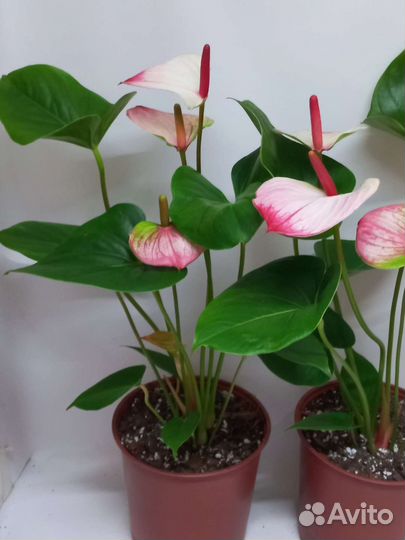 Антуриум карма Hotlips Амалия