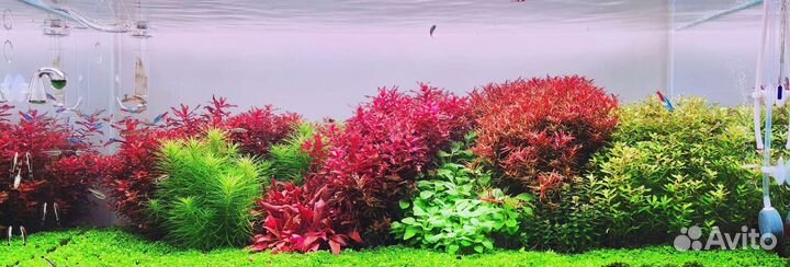 Растения для аквариума