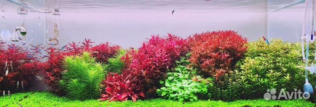 Растения для аквариума