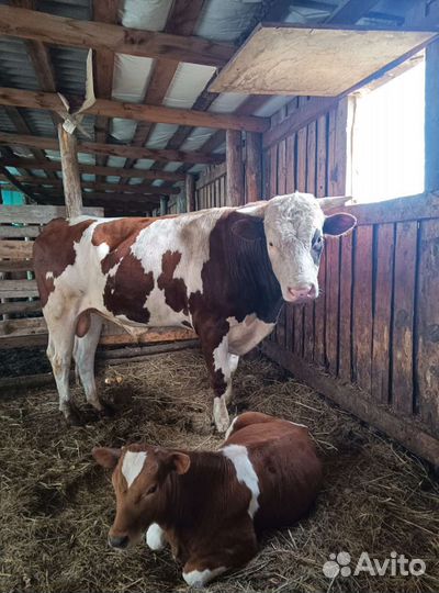 Бык,2.5 года