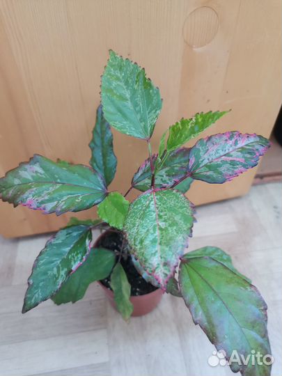 Комнатные растения цветы