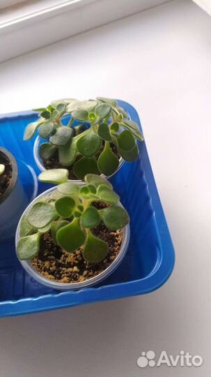 Аихризон дерево любви