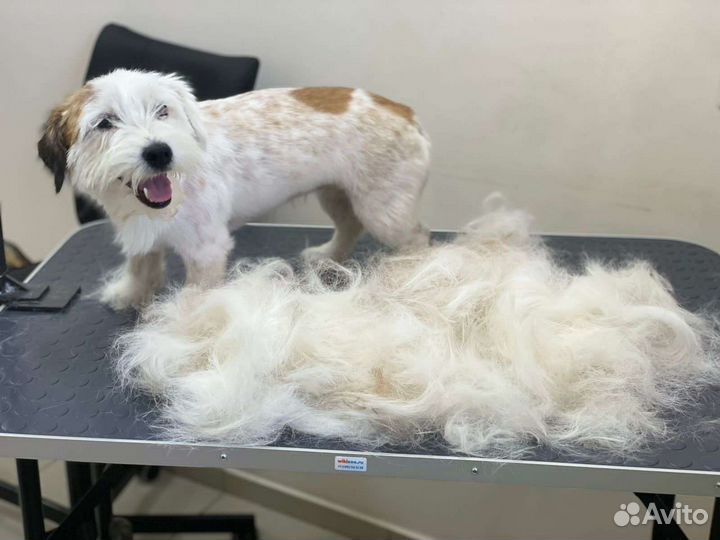 Стрижка животных. Груминг. Экспресс линька