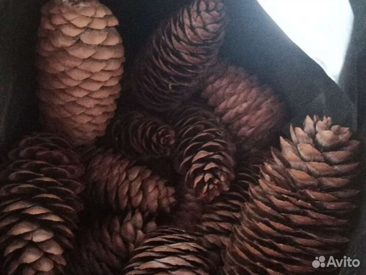 Шишка еловая