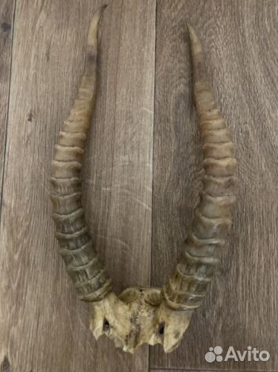 Настенное панно с рогами. Декаротивное украшение