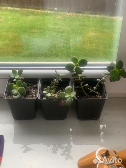 Толстянка (детки)