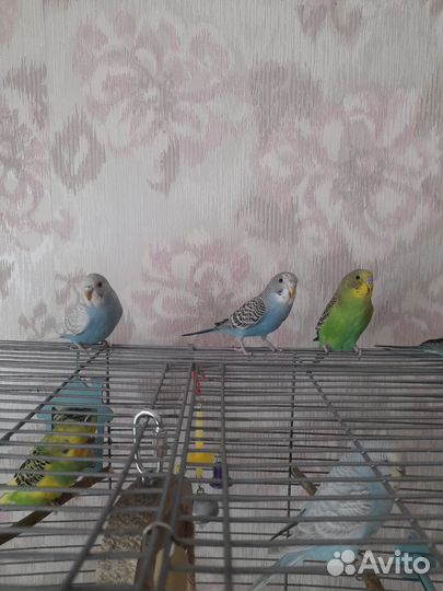 Птенцы волнистого попугая