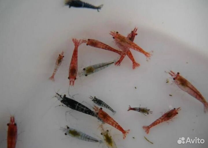Креветки цветное ассорти (неокаридины)
