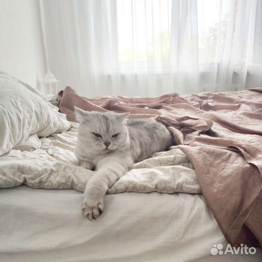 Передержка кошек (домашняя)