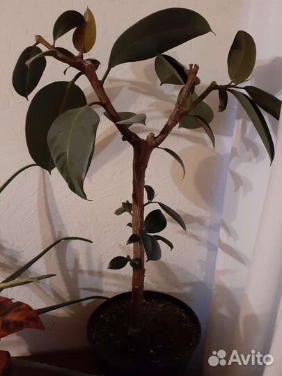 Кротон, крассула, педилантус, фикус, сансевиерия