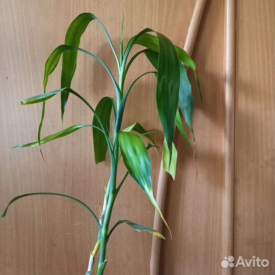 Панданус и Бамбук счастья