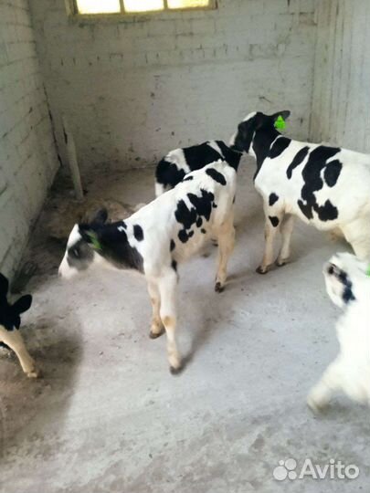 Бычки на откорм, на племя, телки
